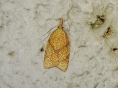 Cenopis reticulatana