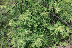 Indigofera eriocarpa