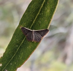 Idaea inversata