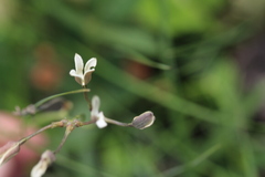 Kohautia amatymbica
