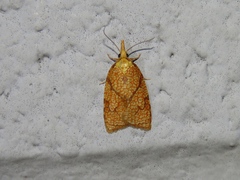 Cenopis reticulatana