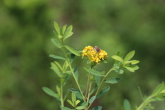 Lasiosiphon macropetalus