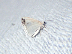 Lomographa temerata