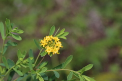 Lasiosiphon macropetalus