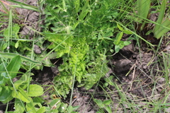 Lichtensteinia interrupta