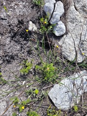 Lebeckia