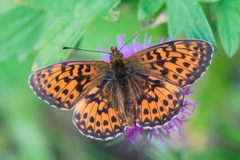 Boloria titania