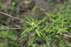 Lippia javanica