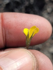 Lebeckia