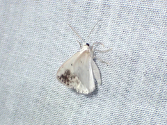 Lomographa temerata