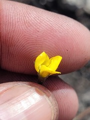 Lebeckia