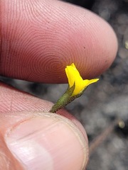 Lebeckia