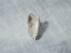 Lomographa temerata