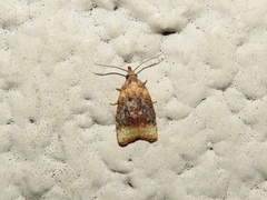 Platynota flavedana
