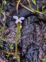 Stylidium despectum