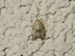 Coelostathma discopunctana