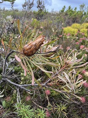 Protea longifolia