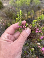 Erica placentiflora