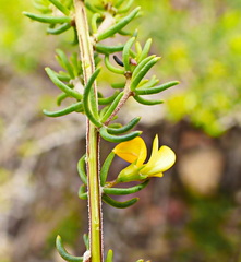 Aspalathus subtingens