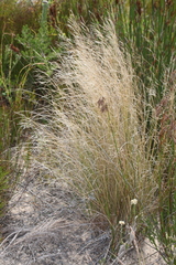 Aristida congesta