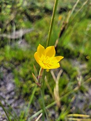 Bobartia filiformis