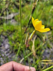 Bobartia filiformis