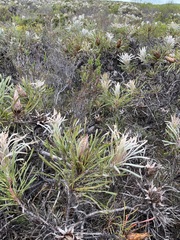 Protea longifolia