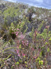 Erica placentiflora