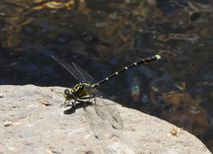 Hemigomphus