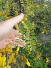 Sophora tetraptera