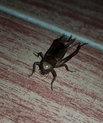 Teleogryllus derelictus