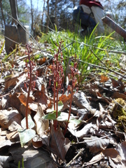 Neottia bifolia