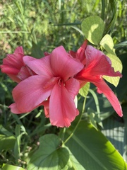 Canna × generalis