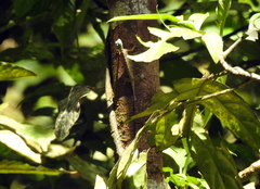 Draco sumatranus