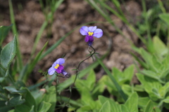 Monopsis decipiens