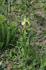 Moraea spathulata