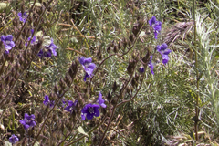 Phacelia parryi