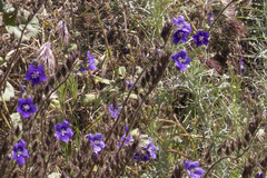 Phacelia parryi