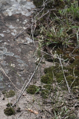 Ornithogalum juncifolium