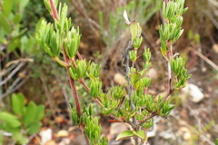 Cliffortia stricta