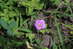 Oxalis smithiana