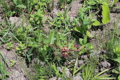 Pachycarpus concolor