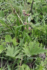 Pelargonium schlechteri