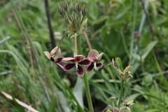 Pelargonium schlechteri