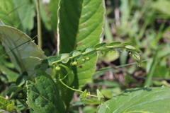 Phyllanthus parvulus