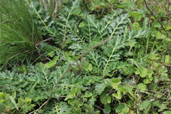 Platycarpha glomerata
