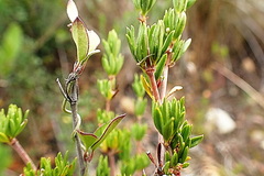 Cliffortia stricta