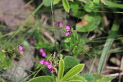 Polygala amatymbica