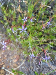 Prismatocarpus diffusus