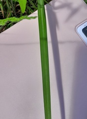 Caesia parviflora vittata